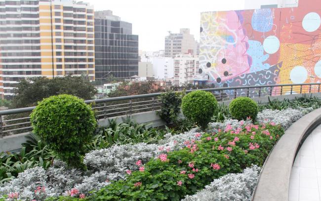 Roof garden with shrubs and small boxtrees in the city